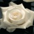 white_roses
